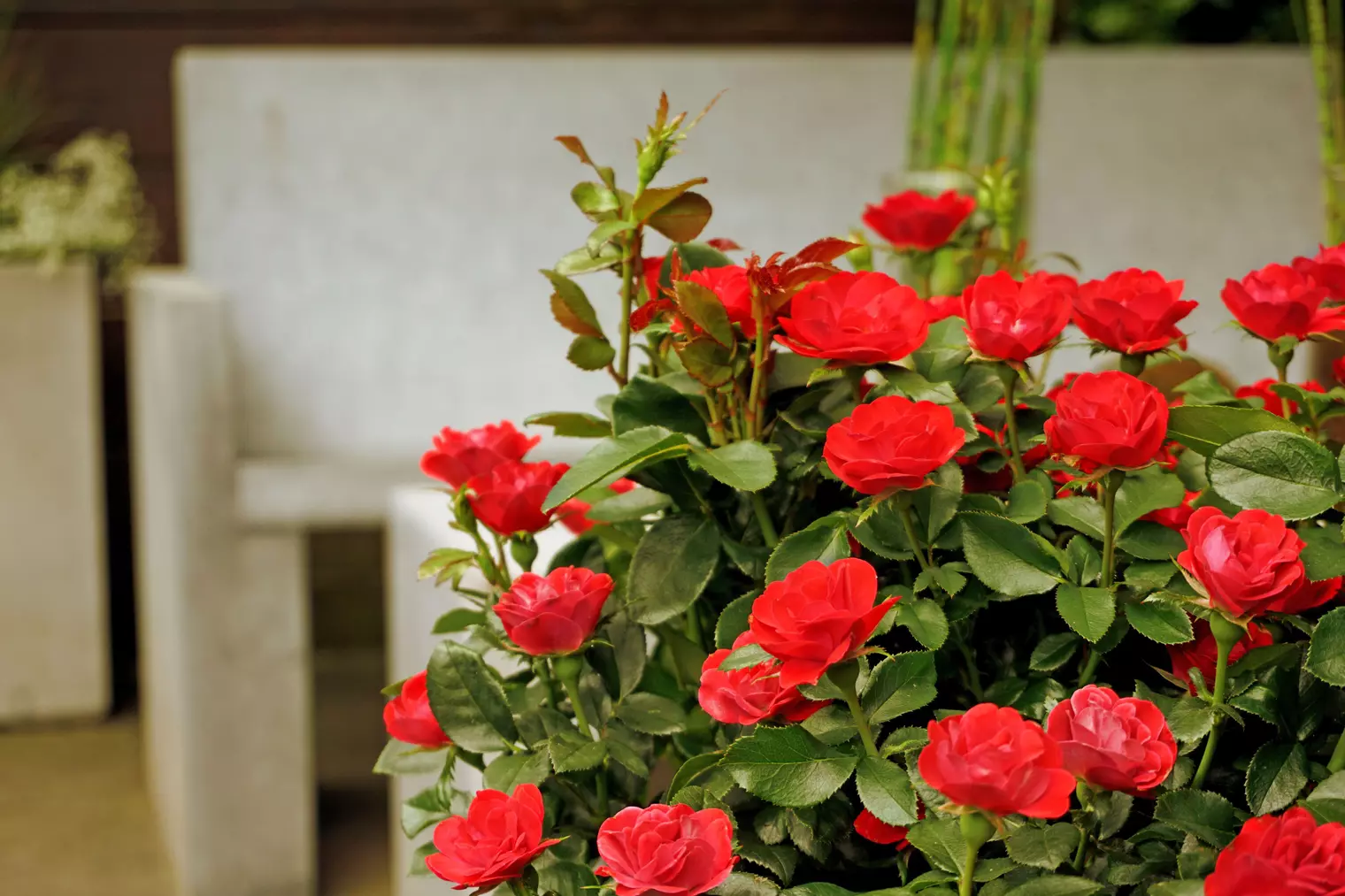 Neue Züchtungen machen Rosen besonders robust und pflegeleicht.